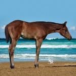 My Beautiful Iron (Florence) - out of Beautiful Maiden (owned by Seaside Farm LP)